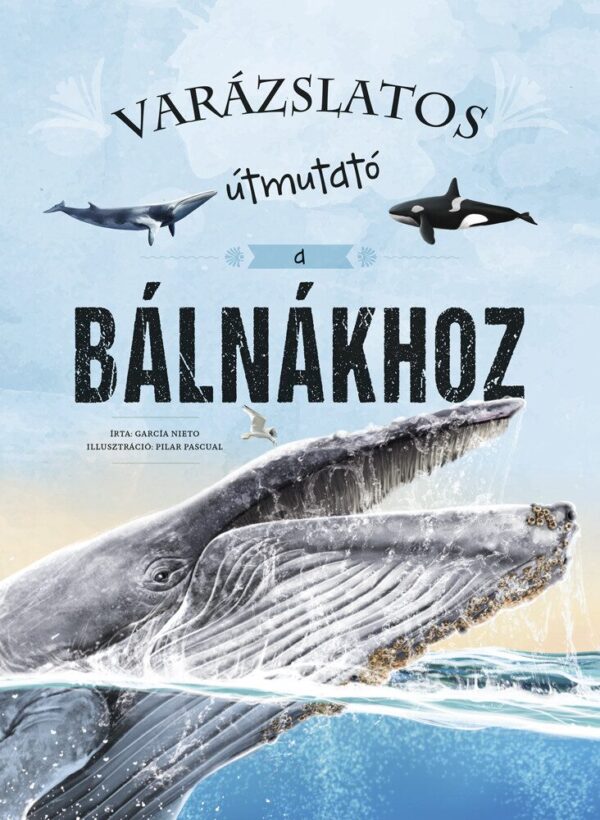 120497715_3597.jpg Varázslatos útmutató a bálnákhoz