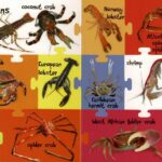 My First 100 Words - Sea Animals