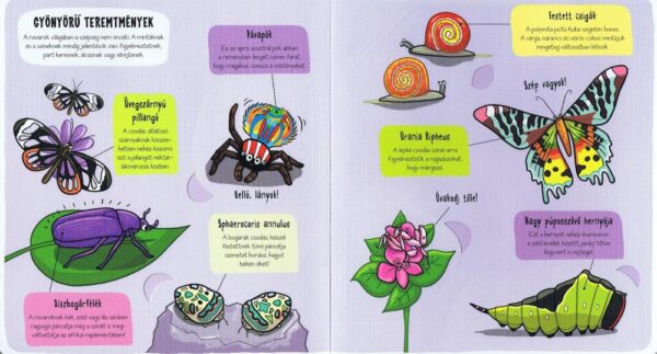 120666814_2935_altpic_2.jpg Kis felfedezők - Bogarak