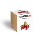 28663231_thai_dragon_chili_novenyem_fa_kaspoban_0.jpg Thai Dragon chili növényem fa kockában