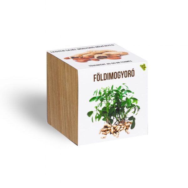 28989704_foldimogyoro_novenyem_fa_kaspoban.jpg Földimogyoró növényem fa kockában
