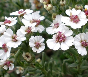 39046469_capechamomile.png Cape Chamomile - Afrikai kamilla illóolaj