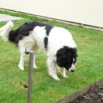 Sicra EF003 villanypásztor szett