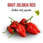 Szellem chili - Bhut Jolokia Red fa kaspóba