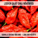Szellem chili - Bhut Jolokia Red fa kaspóba