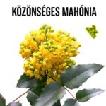 Közönséges Mahónia fa kaspóban