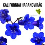 98784810_kaliforniai-harangvirag-front1.jpg Kaliforniai harangvirág fa kaspóban
