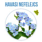 Havasi nefelejcs fa kaspóban
