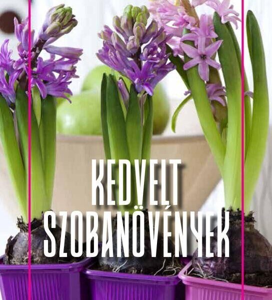 121717396_2941274.jpg Kedvelt szobanövények